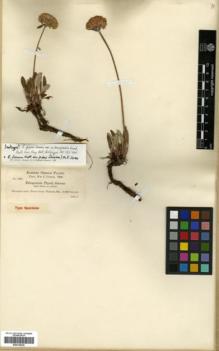 Type specimen at Edinburgh (E). Cusick, William: 2433. Barcode: E00318239.
