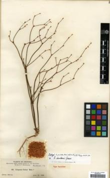 Type specimen at Edinburgh (E). MacDougal, Daniel: 182. Barcode: E00318242.