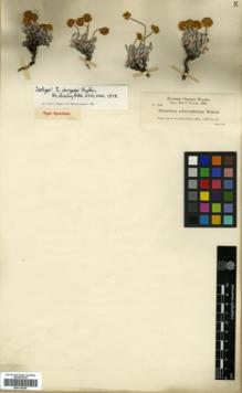 Type specimen at Edinburgh (E). Cusick, William: 2558. Barcode: E00318245.