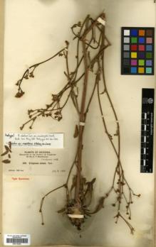 Type specimen at Edinburgh (E). MacDougal, Daniel: 259. Barcode: E00318248.