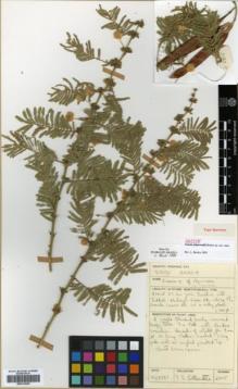 Type specimen at Edinburgh (E). Collenette, Iris: 2815. Barcode: E00318256.