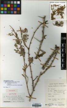 Type specimen at Edinburgh (E). Chaudhary, Shaukat: 3425. Barcode: E00318258.