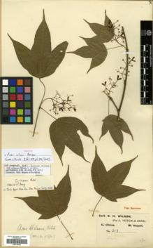 Type specimen at Edinburgh (E). Wilson, Ernest: 303. Barcode: E00318264.