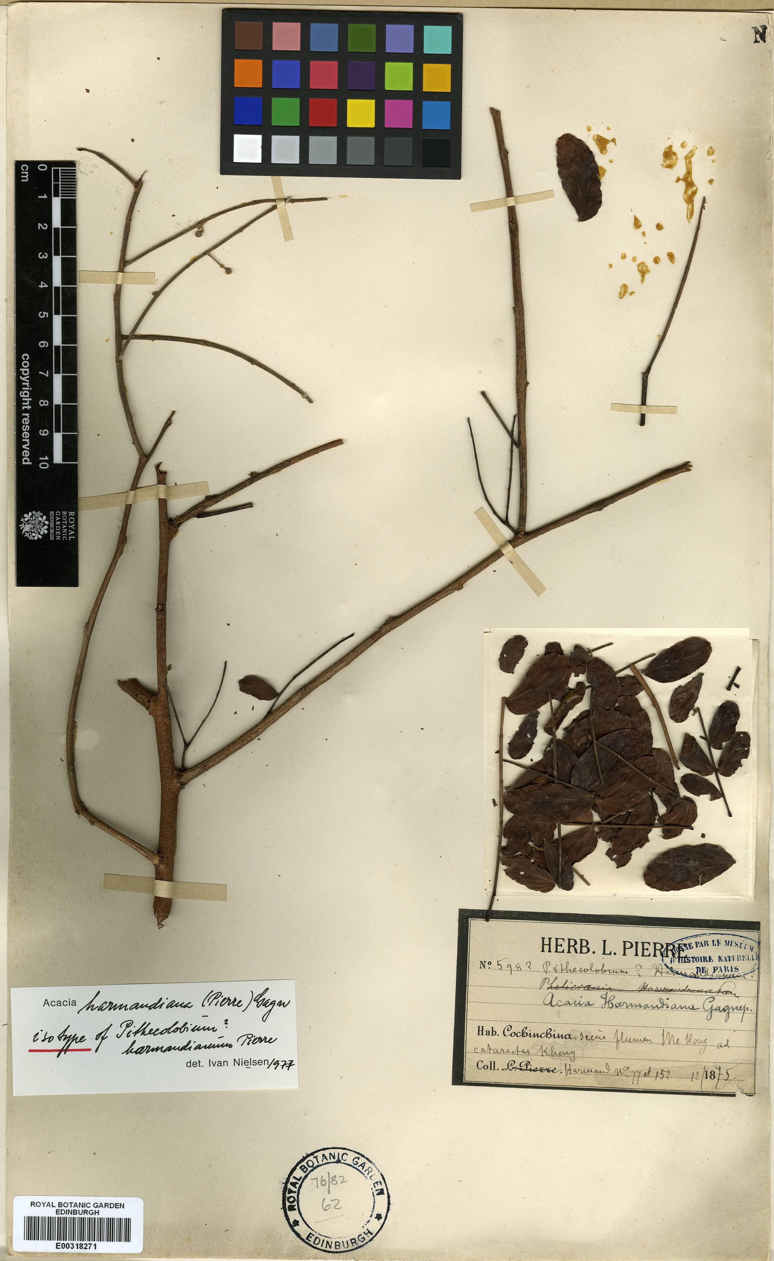 Vachellia harmandiana — ảnh 2