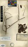 Vachellia harmandiana — ảnh 3