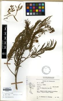 Type specimen at Edinburgh (E). Bunchuai, K.: 46294. Barcode: E00318283.