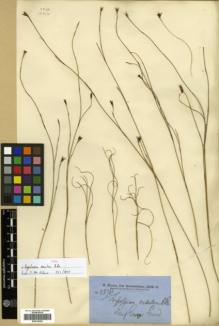 Type specimen at Edinburgh (E). Brown, Robert: 5878. Barcode: E00318293.