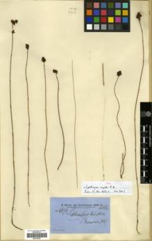 Type specimen at Edinburgh (E). Brown, Robert: 5876. Barcode: E00318297.