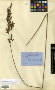 Type specimen at Edinburgh (E). Brown, Robert: 5859. Barcode: E00318300.