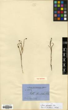 Type specimen at Edinburgh (E). Brown, Robert: 5863. Barcode: E00318302.