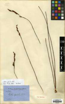 Type specimen at Edinburgh (E). Brown, Robert: 5866. Barcode: E00318303.