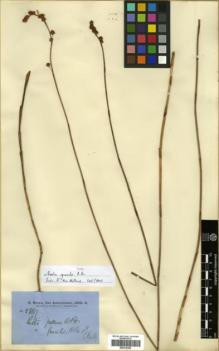 Type specimen at Edinburgh (E). Brown, Robert: 5867. Barcode: E00318305.