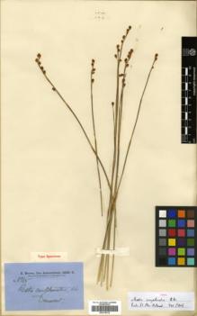 Type specimen at Edinburgh (E). Brown, Robert: 5865. Barcode: E00318312.