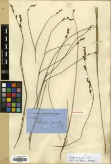 Type specimen at Edinburgh (E). Brown, Robert: 5847. Barcode: E00318319.