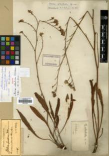 Type specimen at Edinburgh (E). Stribrny, Vaclav: . Barcode: E00318325.