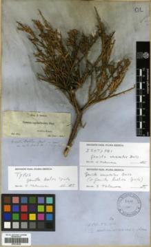 Type specimen at Edinburgh (E). Boissier, Pierre: . Barcode: E00318328.