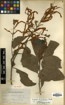 Type specimen at Edinburgh (E). Cunningham, Allan: 208. Barcode: E00318339.
