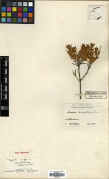 Type specimen at Edinburgh (E). Morrison, Alexander: . Barcode: E00318341.