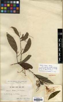 Type specimen at Edinburgh (E). Bauerlen, W.: . Barcode: E00318344.