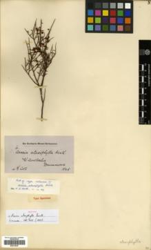 Type specimen at Edinburgh (E). Drummond, James: 6. 4TH COLL.. Barcode: E00318347.