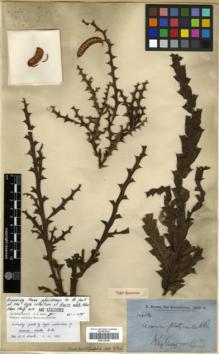 Type specimen at Edinburgh (E). Brown, Robert: 4314. Barcode: E00318348.