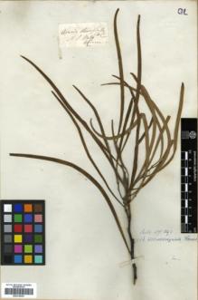 Type specimen at Edinburgh (E). Cunningham, Allan: . Barcode: E00318353.