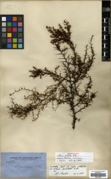 Type specimen at Edinburgh (E). Brown, Robert: 4322. Barcode: E00318356.