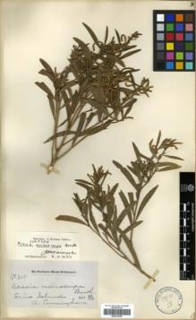 Type specimen at Edinburgh (E). Cunningham, Allan: 210. Barcode: E00318358.