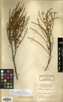 Type specimen at Edinburgh (E). Victor, F.: . Barcode: E00318365.