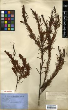 Type specimen at Edinburgh (E). Brown, Robert: 4282. Barcode: E00318369.