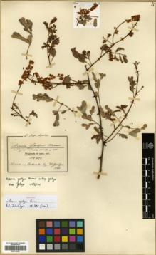 Type specimen at Edinburgh (E). Goetze, W: 387. Barcode: E00318381.