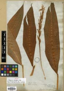 Type specimen at Edinburgh (E). Wallich, Nathaniel: 6552. Barcode: E00318387.