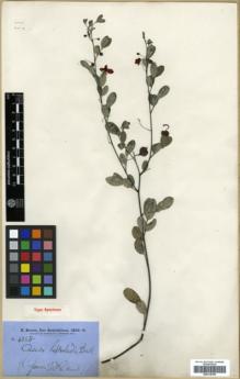 Type specimen at Edinburgh (E). Brown, Robert: 4254. Barcode: E00318390.