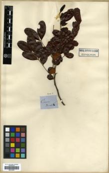 Type specimen at Edinburgh (E). von Mueller, Ferdinand: . Barcode: E00318393.