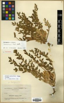Type specimen at Edinburgh (E). Reverchon, Elisée: 1185. Barcode: E00318400.