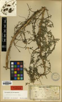Type specimen at Edinburgh (E). Orphanides, Theodorus: 131. Barcode: E00318402.