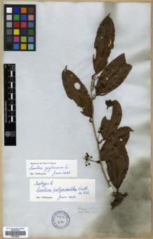 Type specimen at Edinburgh (E). Wallich, Nathaniel: 5127. Barcode: E00318404.