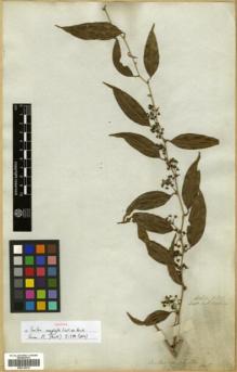 Type specimen at Edinburgh (E). Wallich, Nathaniel: 5128(A). Barcode: E00318410.