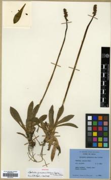 Type specimen at Edinburgh (E). Stainton, John; Sykes, William; Williams, Leonard: 6090. Barcode: E00318414.