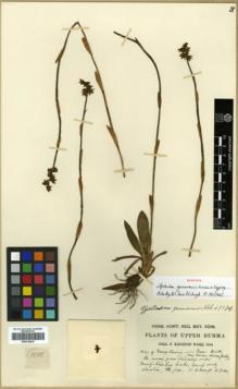 Type specimen at Edinburgh (E). Kingdon-Ward, Francis: 1808. Barcode: E00318415.