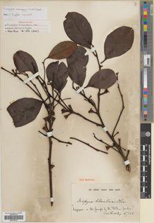 Type specimen at Edinburgh (E). Ridley, Henry: 2755. Barcode: E00318416.