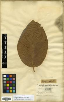 Type specimen at Edinburgh (E). Buchanan-Hamilton, Francis: 2389. Barcode: E00318418.