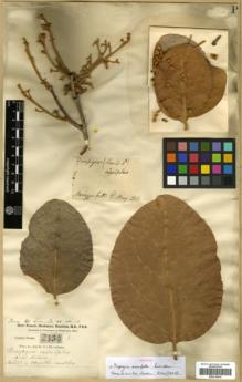 Type specimen at Edinburgh (E). Buchanan-Hamilton, Francis: 2389. Barcode: E00318419.