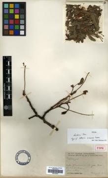 Type specimen at Edinburgh (E). Ten, Siméon: 106. Barcode: E00318434.
