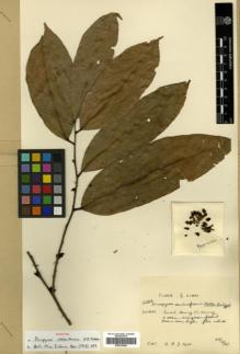 Type specimen at Edinburgh (E). Kerr, Arthur: 12393. Barcode: E00318446.