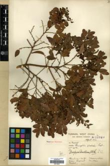 Type specimen at Edinburgh (E). Forrest, George: 12399. Barcode: E00318469.