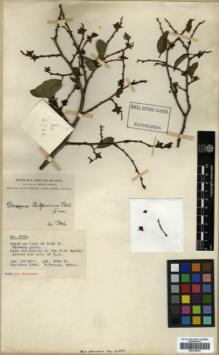 Type specimen at Edinburgh (E). Forrest, George: 4764. Barcode: E00318470.