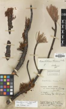 Type specimen at Edinburgh (E). Forrest, George: 10169. Barcode: E00318476.