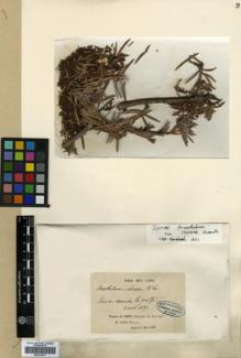 Type specimen at Edinburgh (E). Delavay, Pierre: S.N.. Barcode: E00318477.