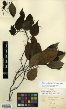 Type specimen at Edinburgh (E). Cavalerie, Pierre: 2387. Barcode: E00318483.